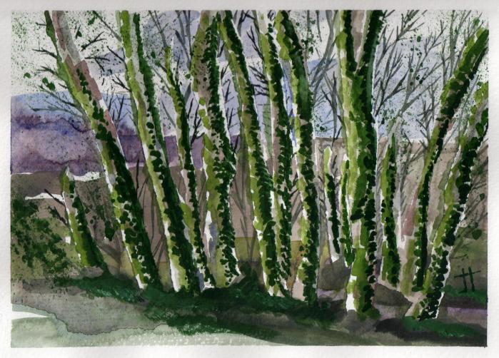'vine-covered trees #1'