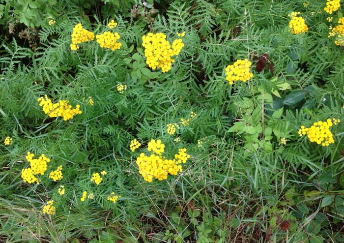 Tansy in the ditch