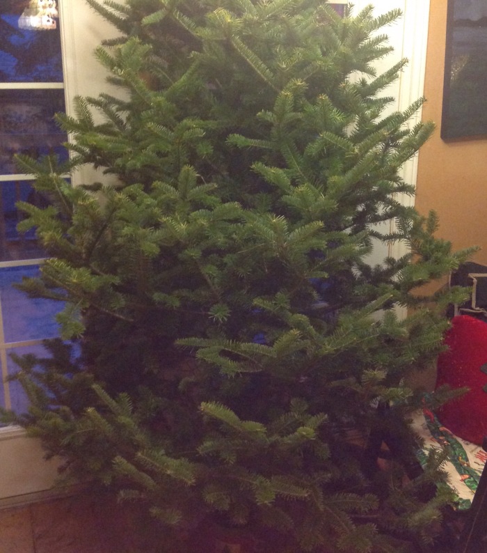 our tree for 2015, a balsam fir